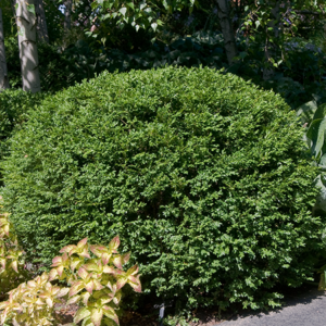 Green Gem Boxwood