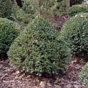 Green Mountain Boxwood