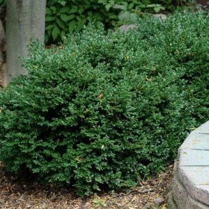 Green Velvet Boxwood