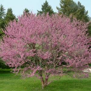 Eastern Redbud