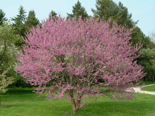 Eastern Redbud