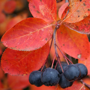 Black chokberry