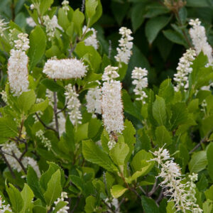 Hummingbird Clethera