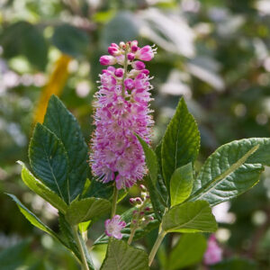 Ruby Spice Clethera