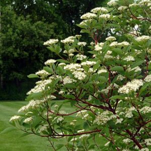 Yellow Twig Dogwood