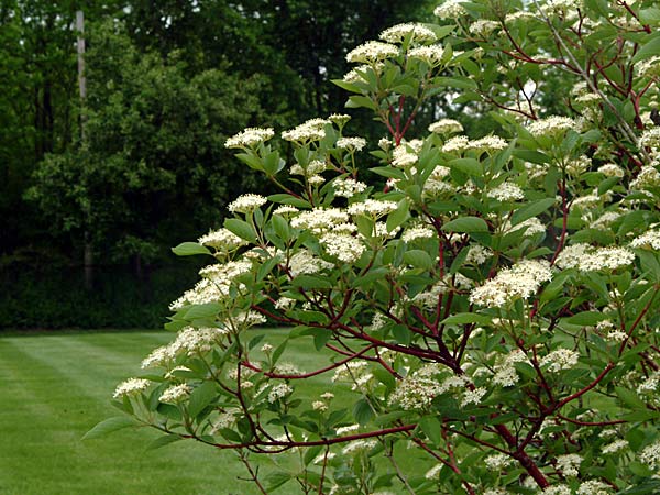 Red Twig Dogwood