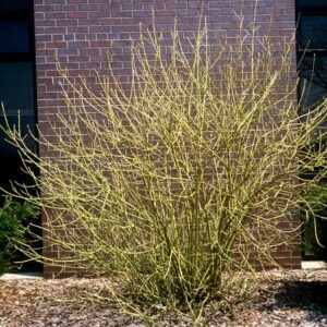 Yellow Twig Dogwood