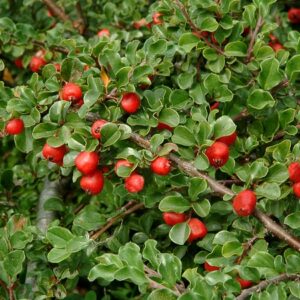Cranberry cotoneaster