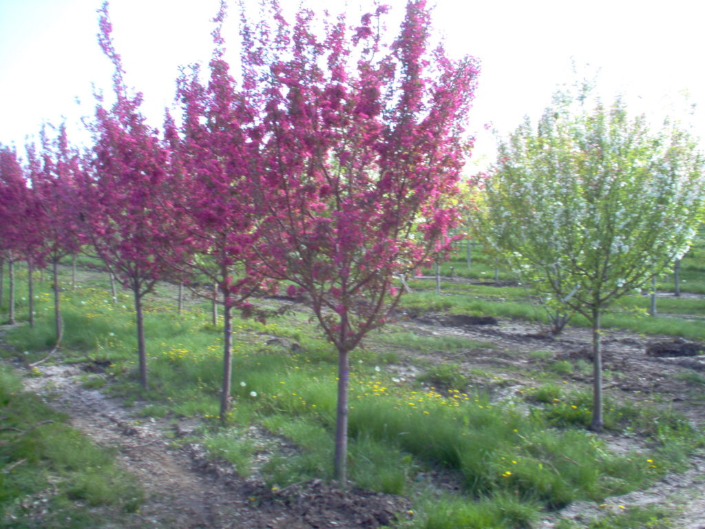 Purple Prince crabapple in growing field