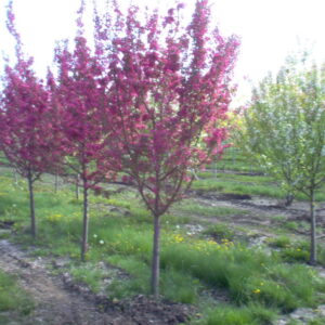 Purple Prince crabapple in growing field