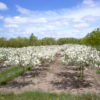 Sargent Tina Crabapples in field