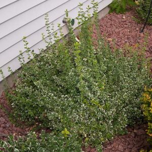 Emerald Gaiety Euonymus