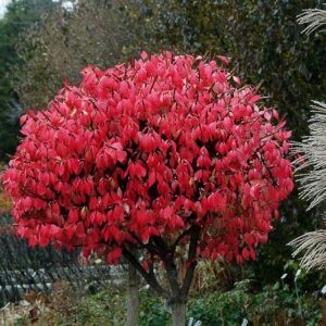 Dwarf Burning Bush