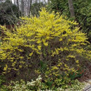 Meadow Lark Forsythia