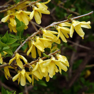 Bronx Forsythia