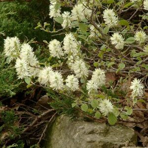 Dwarf Fothergilla