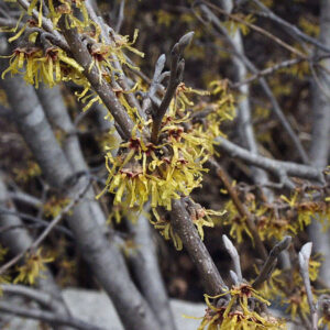 Vernal Witchhazel