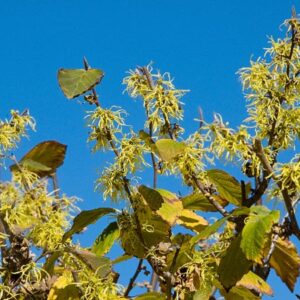 Common Witchhazel