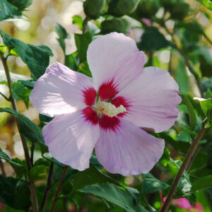 Rose of Sharon