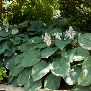 Blue Angel Hosta