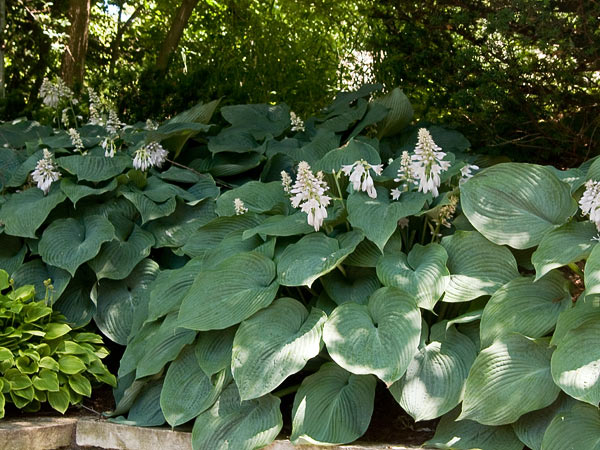 Blue Angel Hosta