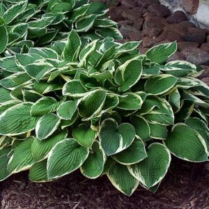 Francee Hosta