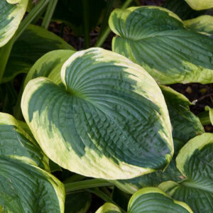 Frances Williams Hosta