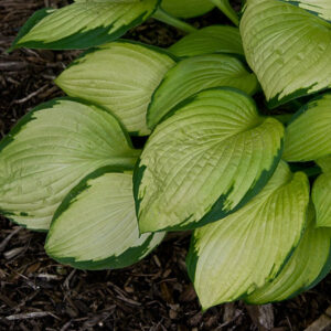 Gold Standard Hosta