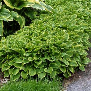 Golden Tiara Hosta