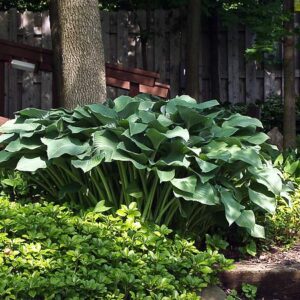 Krossa Regal Hosta