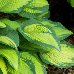 Pauls Glory Hosta