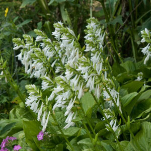 Royal Standard Hosta