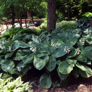 Big Daddy Hosta