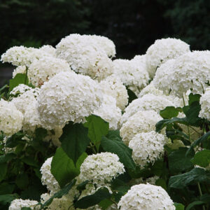 Annabelle Hydrangea