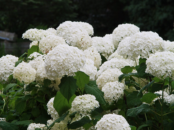 Annabelle Hydrangea