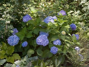 Endless Summer Hydrangea