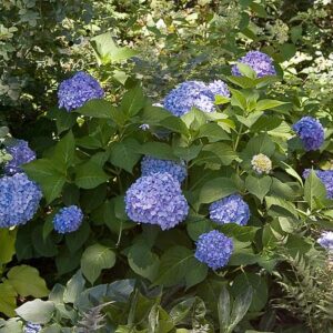 Endless Summer Hydrangea