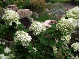 Lime Light Hydrangea