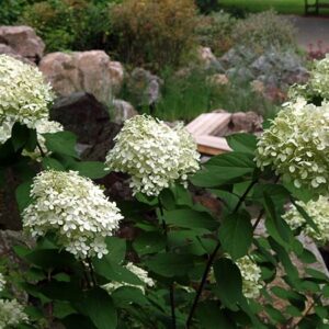 Lime Light Hydrangea