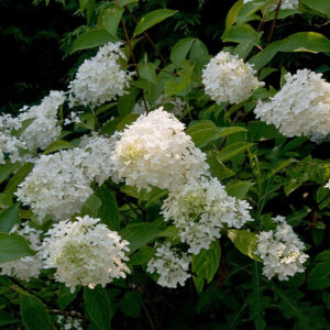 Little Lamb Hydrangea