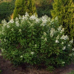 Tardiva Hydrangea