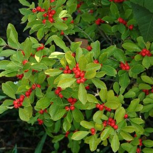 Red Winterberry