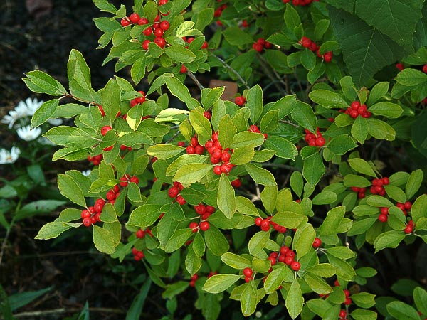 Red Winterberry