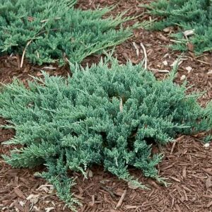 Blue Chip juniper