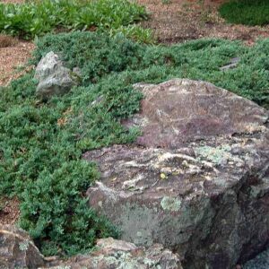 Blue Rug Juniper