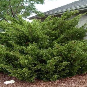 Sea Green Juniper