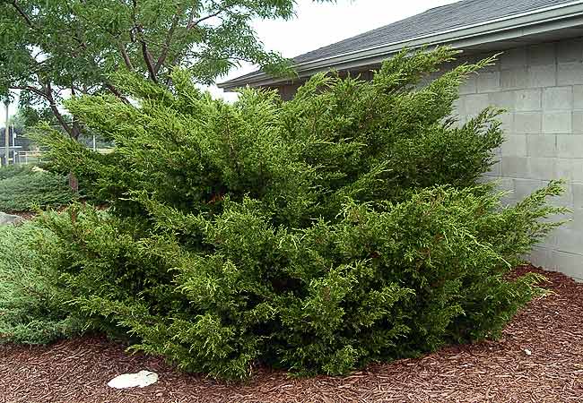 Sea Green Juniper