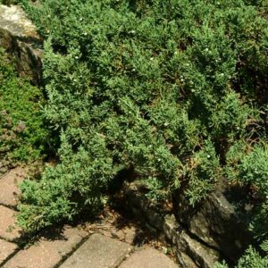 Sargent Green Juniper