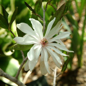 Royal Star Magnolia