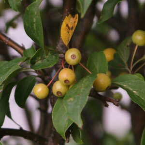 Lancelot Crabapple